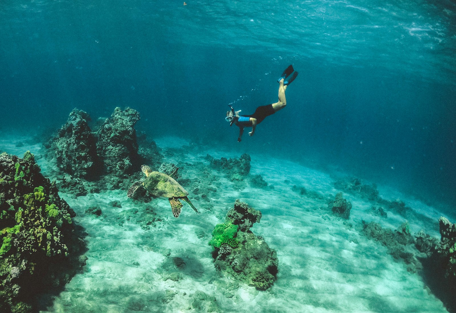 Snorkeller swimming over a coral reef with a turtle