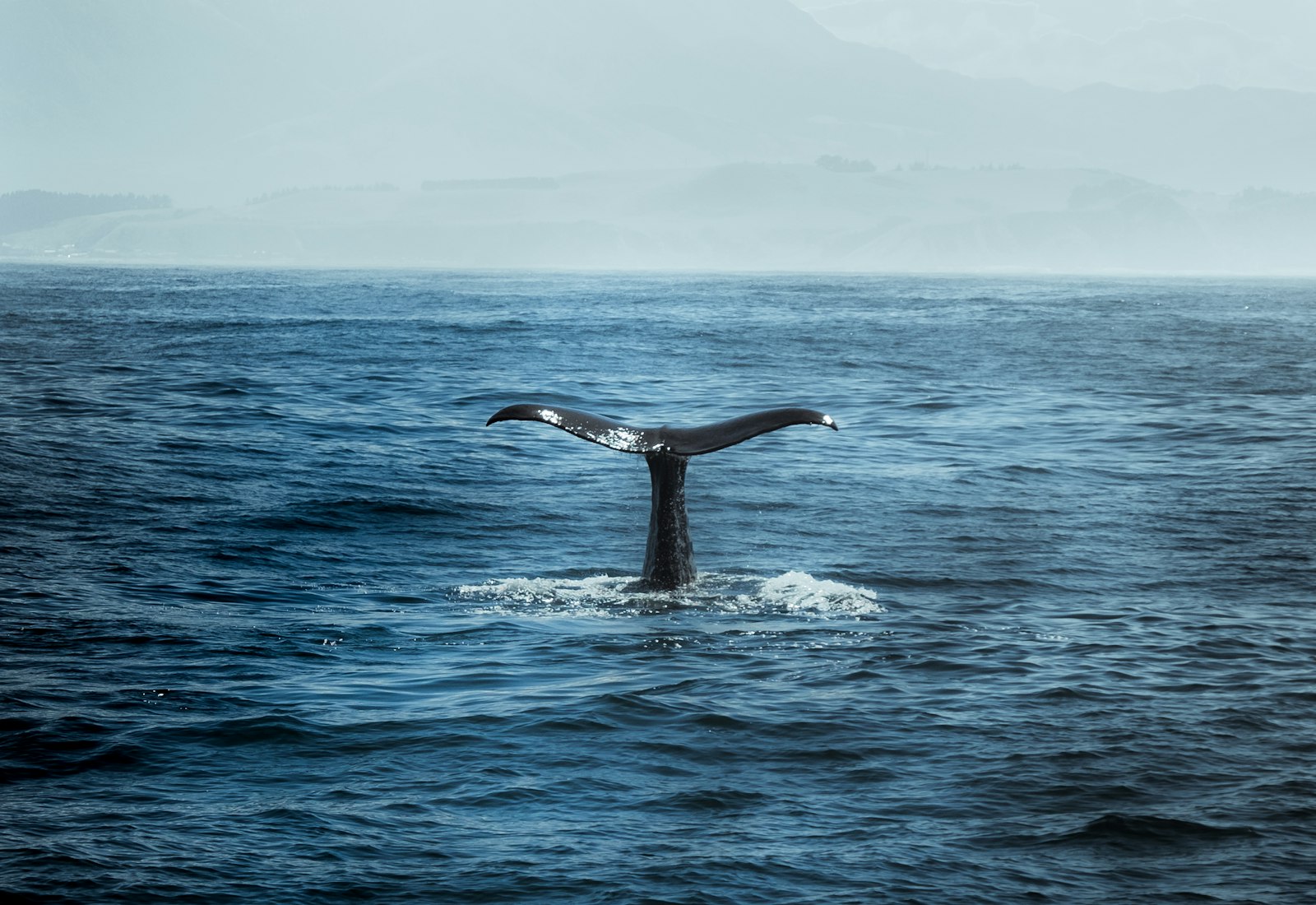 Whale tail rising from the ocean