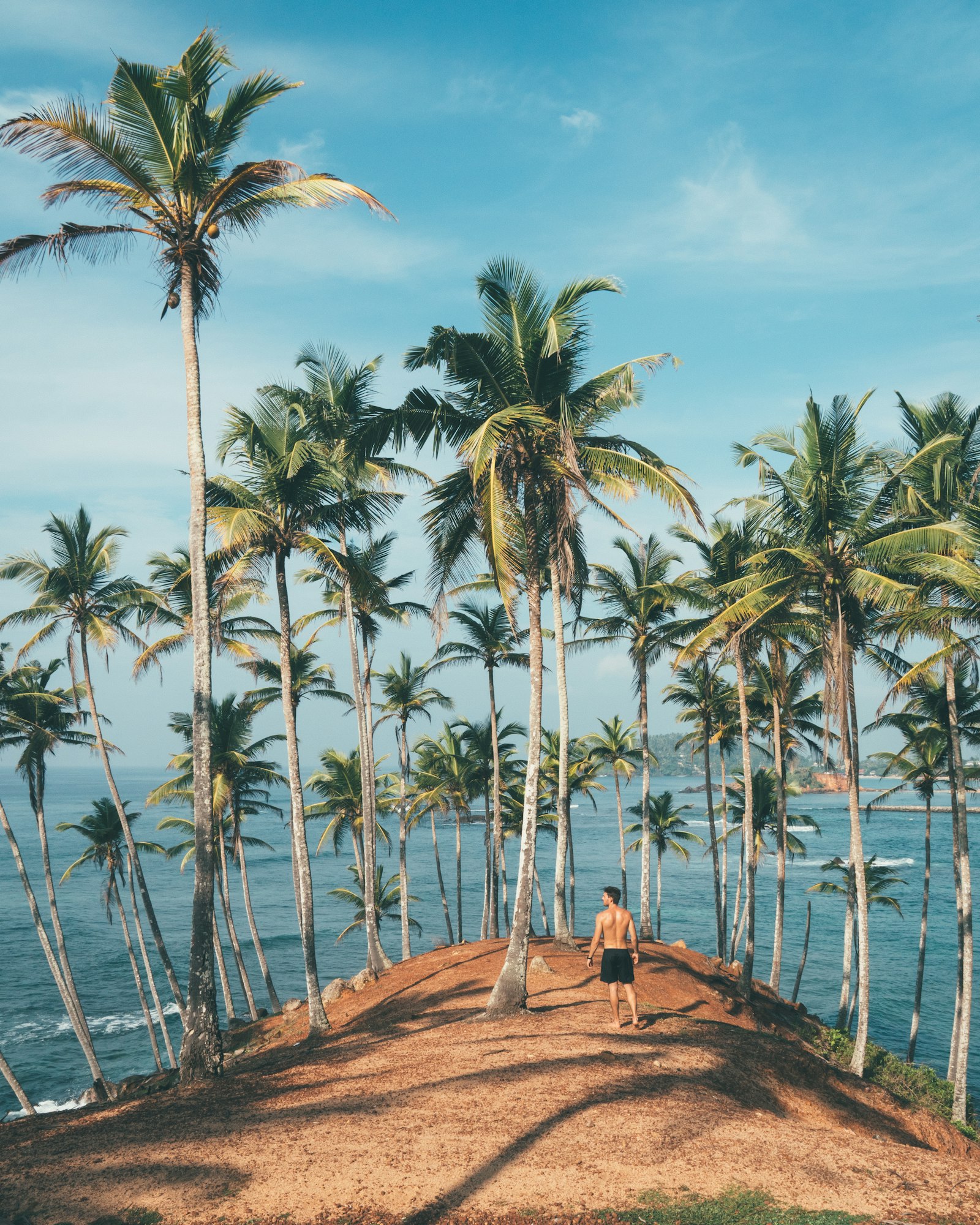 Palm trees along the shore